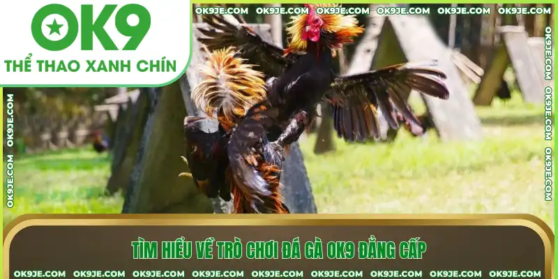 Tìm hiểu về trò chơi đá gà OK9 đẳng cấp Tìm hiểu về trò chơi đá gà OK9 đẳng cấp